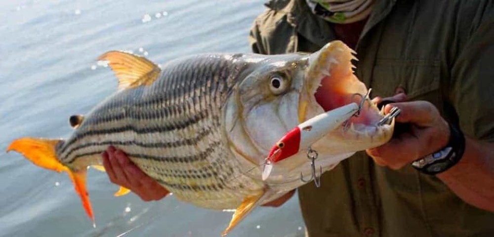 Victoria Falls: Tiger Fishing Trip on the Zambezi River | ®ExcursionMania
