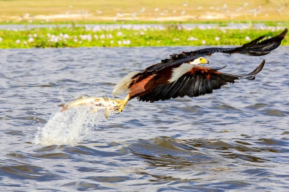 Victoria Falls: Tiger Fishing Trip on the Zambezi River | ®ExcursionMania
