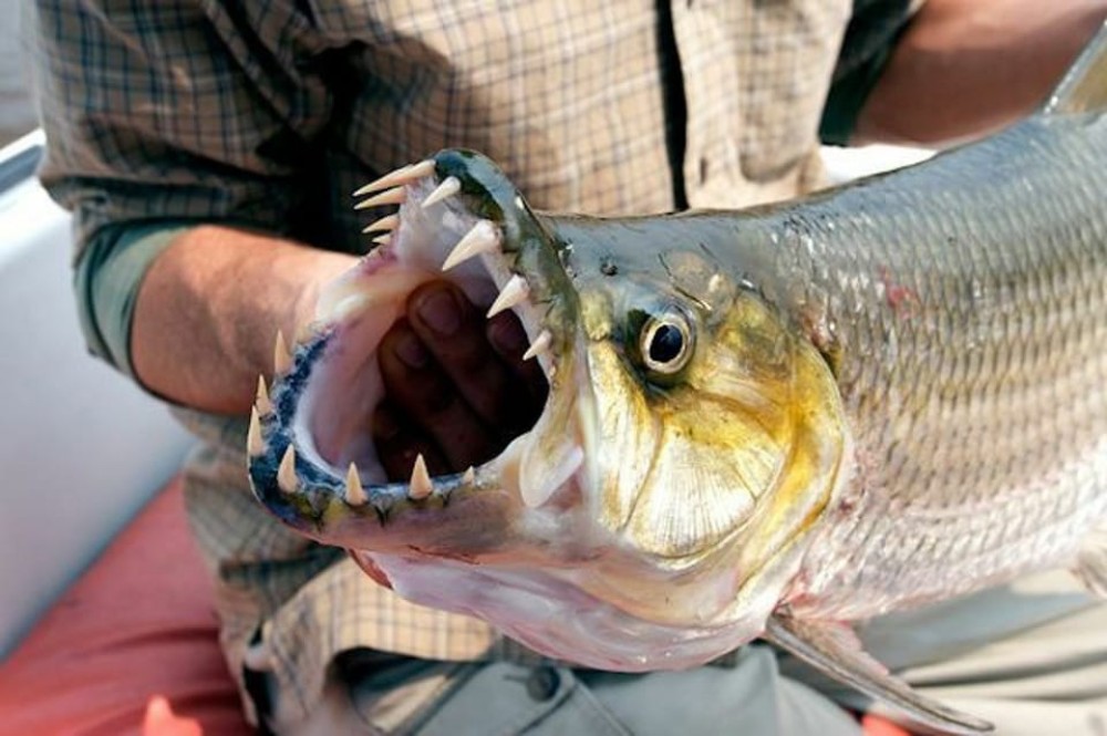 Victoria Falls: Tiger Fishing Trip on the Zambezi River | ®ExcursionMania