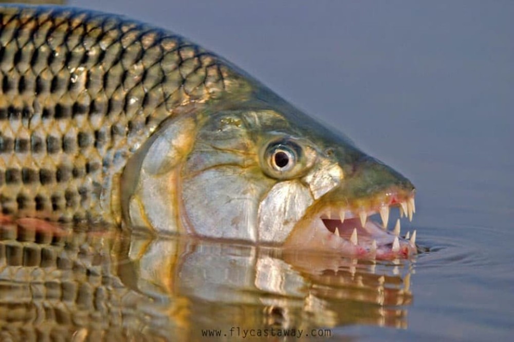 Victoria Falls: Tiger Fishing Trip on the Zambezi River | ®ExcursionMania