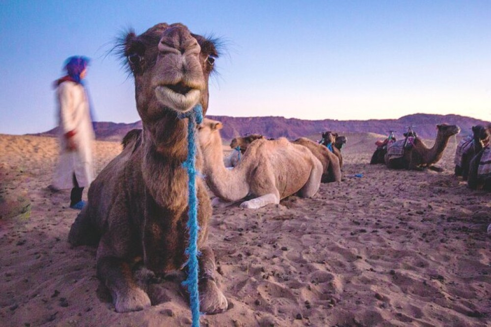 2 Days Desert Trip From Agadir To Zagora | ®ExcursionMania