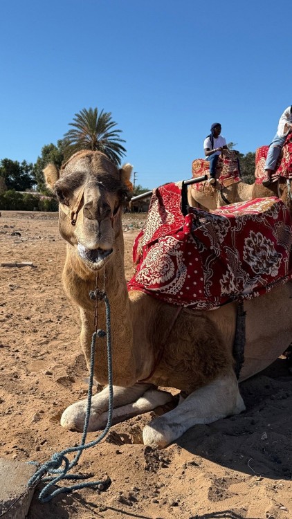 Agadir Camel Rides with Tea Drink & Cakes | ®ExcursionMania