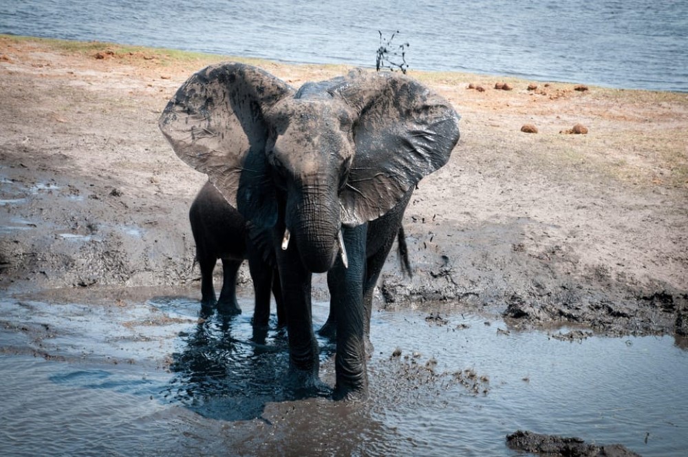 Chobe National Park 3 Days / 2 Nights | ®ExcursionMania