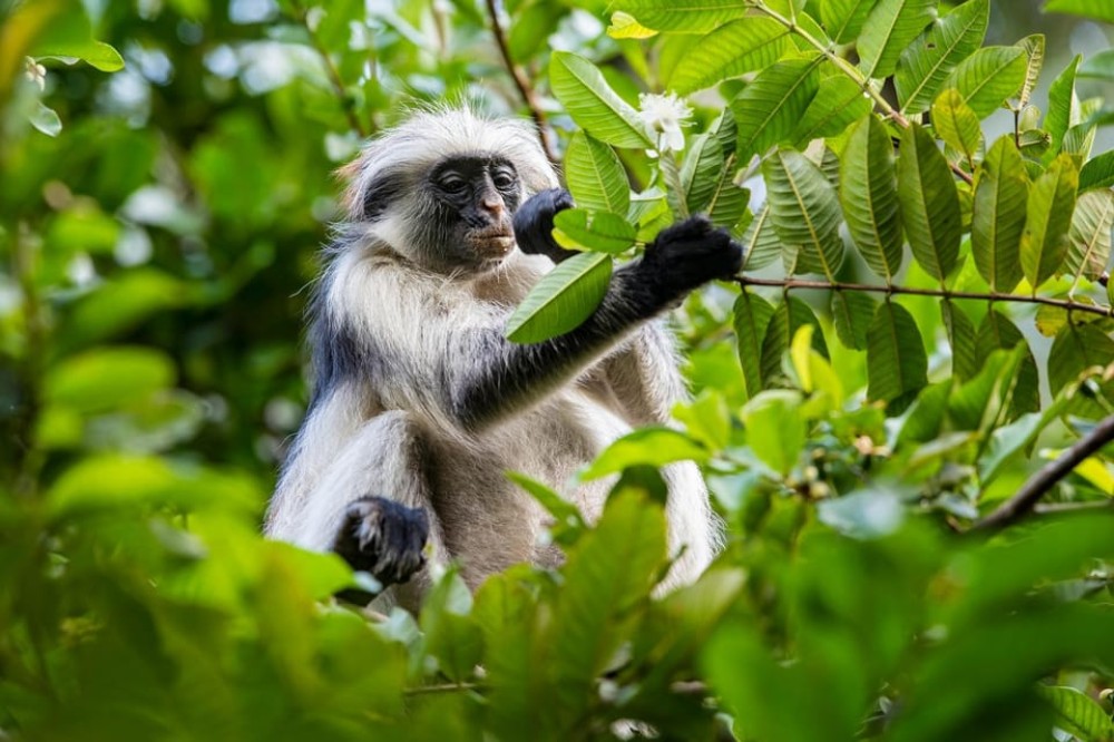 Zanzibar Jozaniforest, Kuza cave, Blue lagoon, Rock Restaurant | ®ExcursionMania