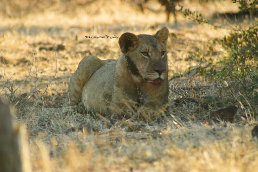 Victoria Falls, Chobe day trip and devils pool combo | ®ExcursionMania