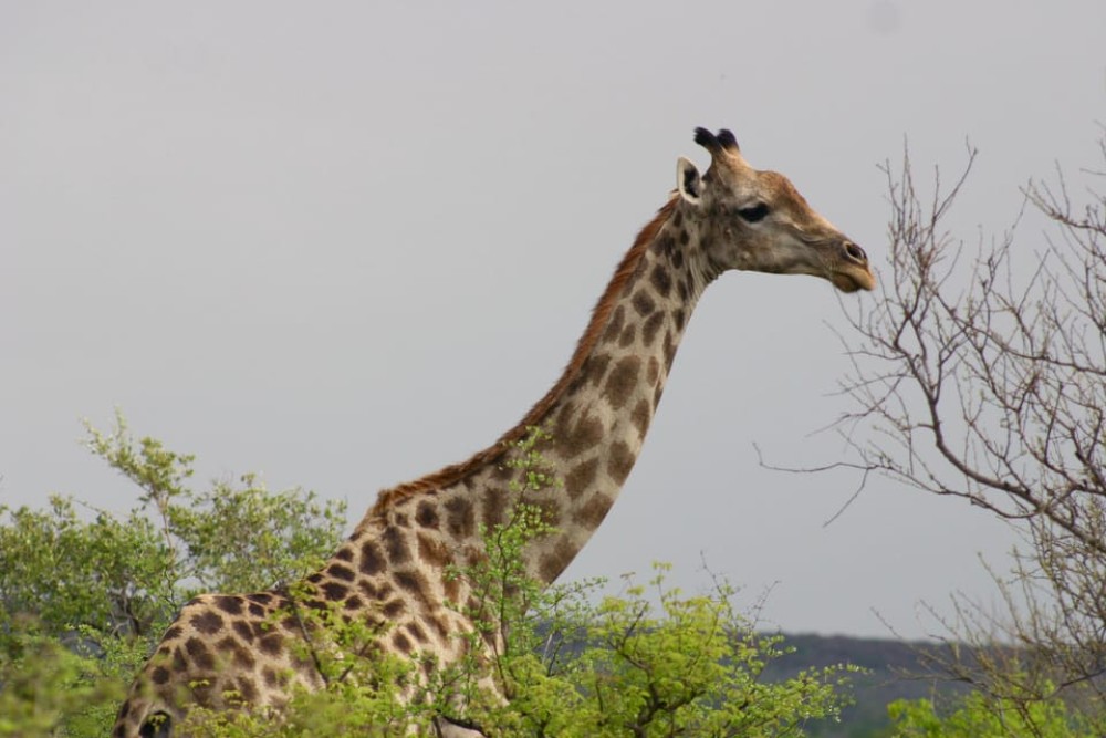 Victoria Falls, Chobe day trip and devils pool combo | ®ExcursionMania