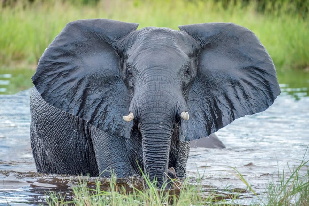 Victoria Falls, Chobe day trip and devils pool combo | ®ExcursionMania
