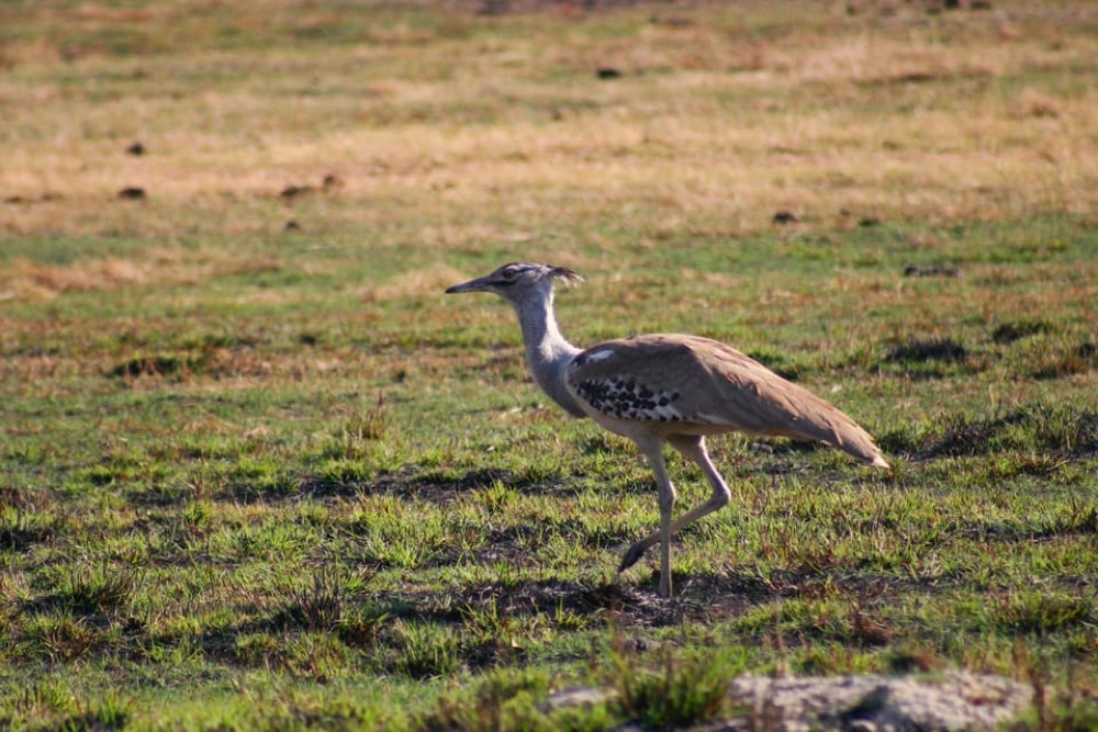 Victoria Falls, Chobe day trip and devils pool combo | ®ExcursionMania