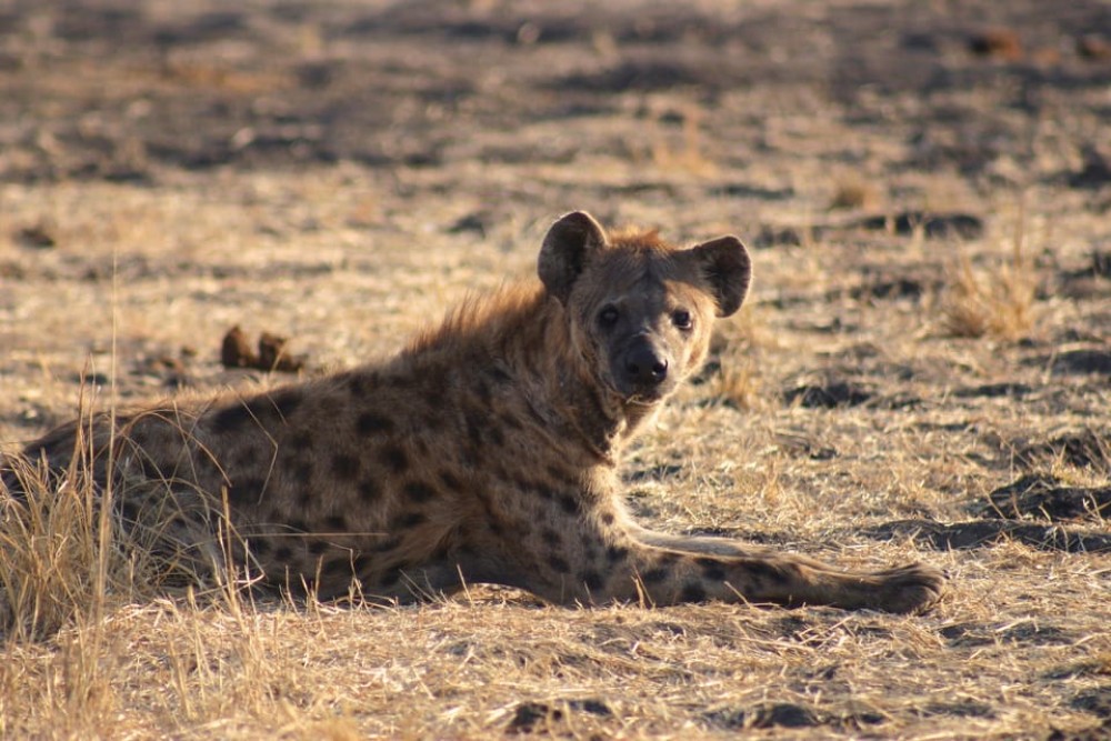 Victoria Falls, Chobe day trip and devils pool combo | ®ExcursionMania