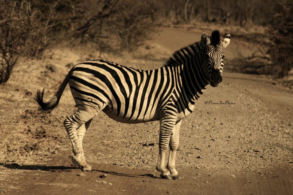 Victoria Falls, Chobe day trip and devils pool combo | ®ExcursionMania