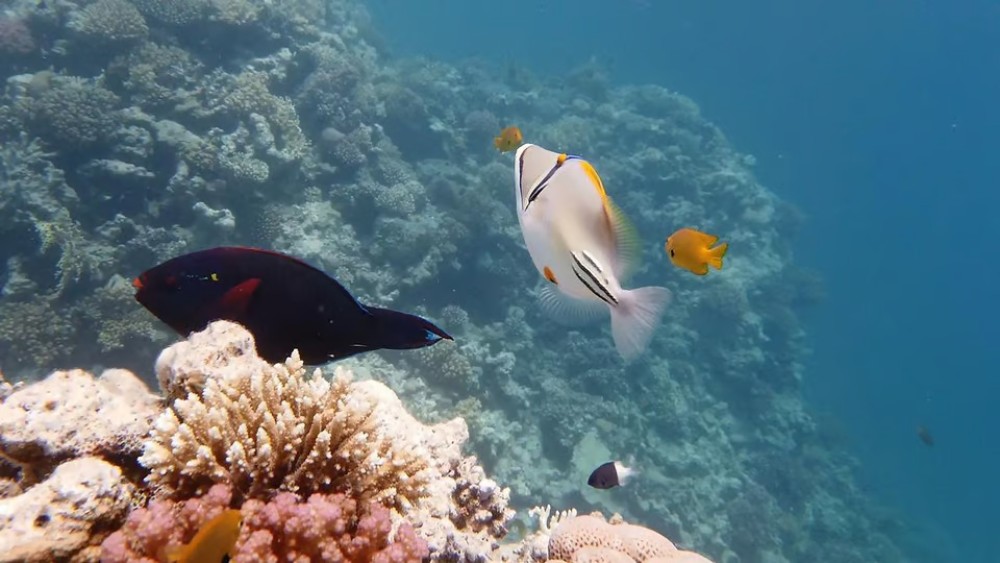 Hurghada: Premium Orange Bay Island Cruise with Lunch | ®ExcursionMania