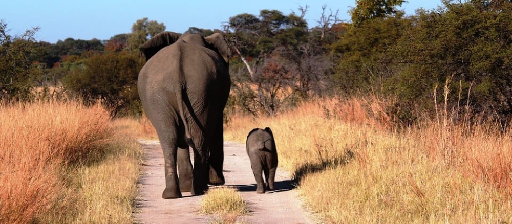 From Victoria Falls: Hwange National Park Day Trip & Safari | ®ExcursionMania