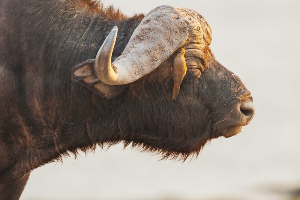 From Victoria Falls: Hwange National Park Day Trip & Safari | ®ExcursionMania
