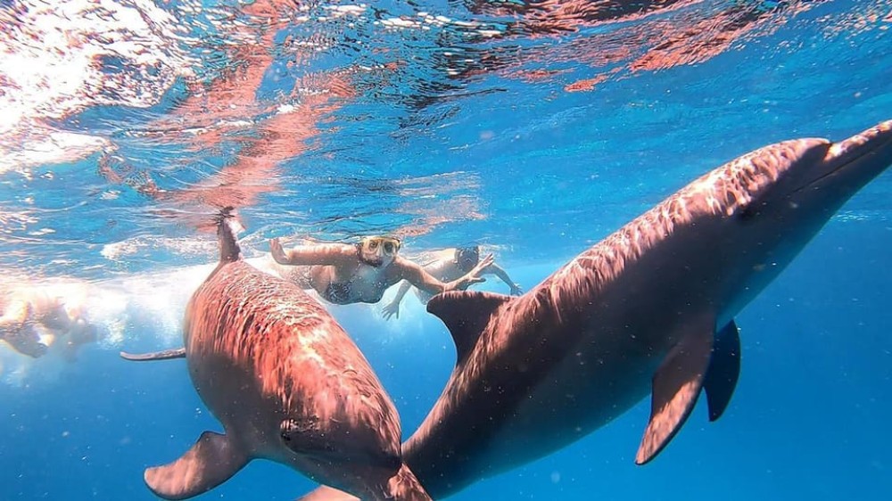 From Sharm: White Island and Ras Mohamed Snorkeling Trip | ®ExcursionMania