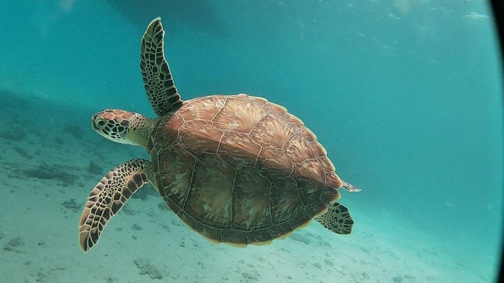 From Sharm: White Island and Ras Mohamed Snorkeling Trip | ®ExcursionMania
