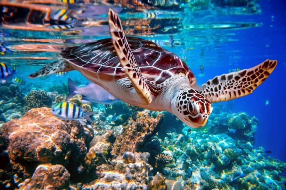 From Sharm: White Island and Ras Mohamed Snorkeling Trip | ®ExcursionMania