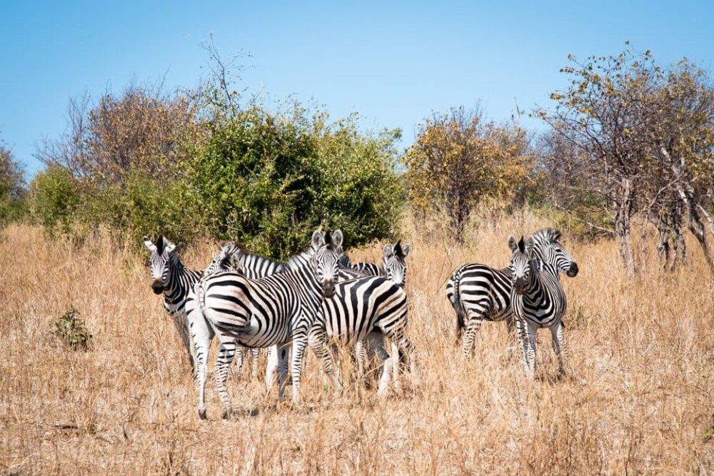 osi-Oa- Tunya National Park Game Drive | ®ExcursionMania