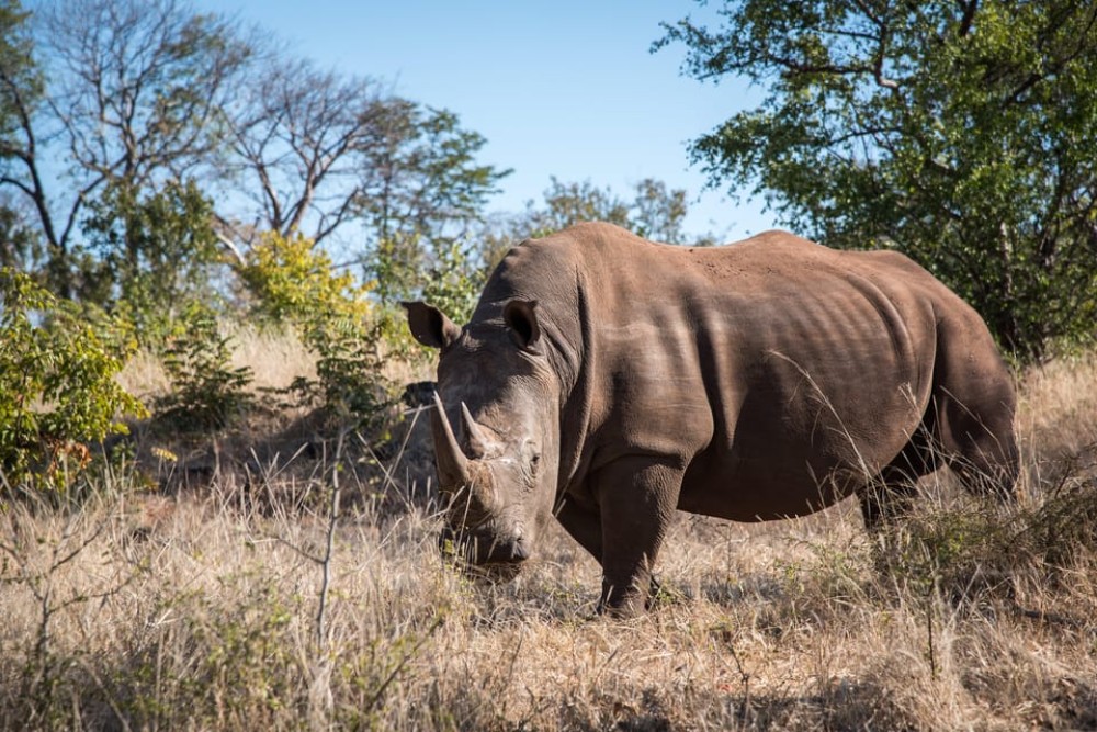 osi-Oa- Tunya National Park Game Drive | ®ExcursionMania