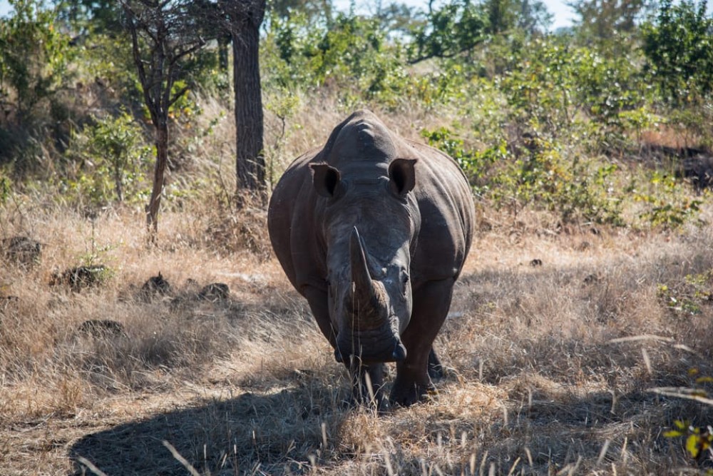 osi-Oa- Tunya National Park Game Drive | ®ExcursionMania