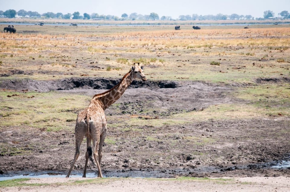osi-Oa- Tunya National Park Game Drive | ®ExcursionMania
