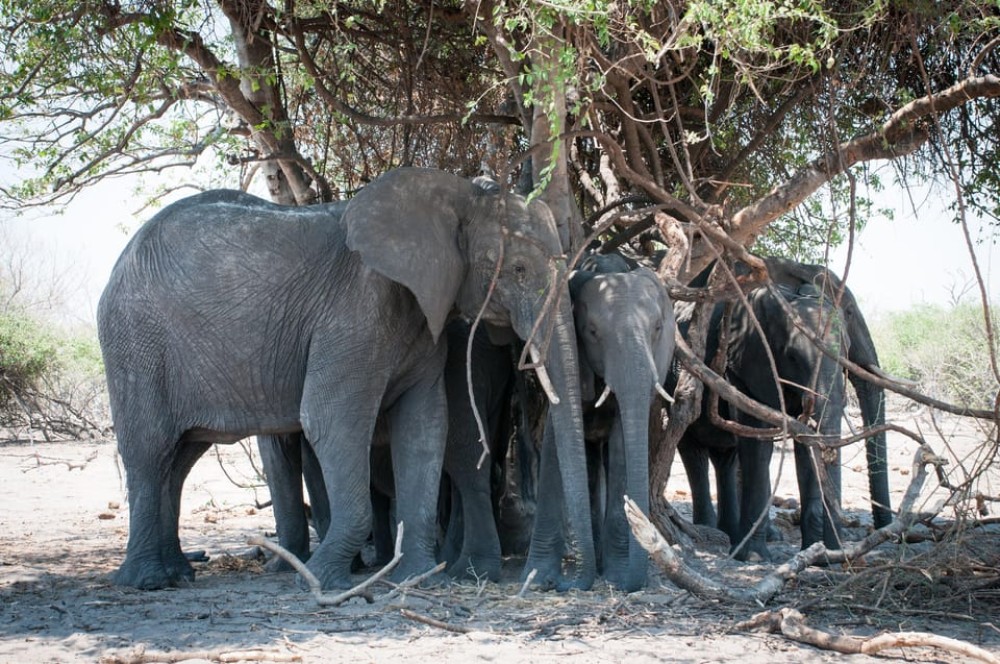 osi-Oa- Tunya National Park Game Drive | ®ExcursionMania