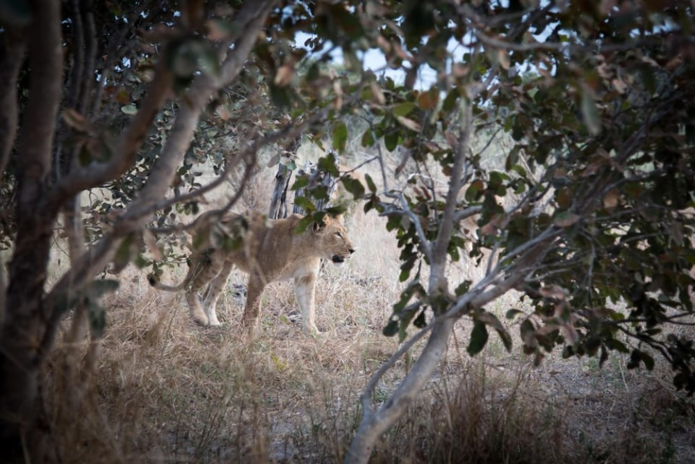 Chobe: 2-Day Mobile Camping Safari | ®ExcursionMania