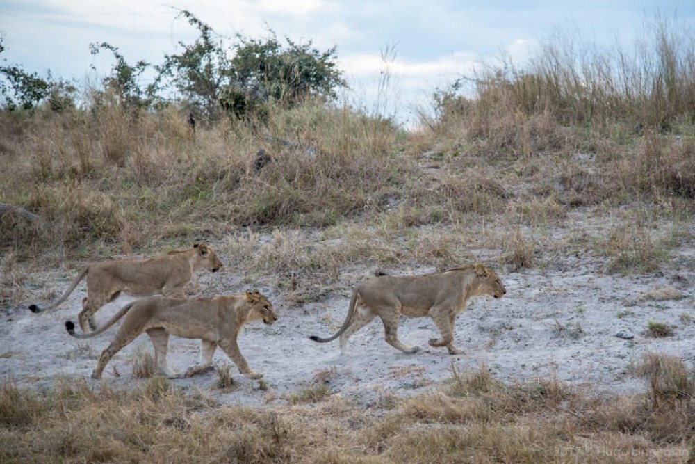 Chobe: 2-Day Mobile Camping Safari | ®ExcursionMania