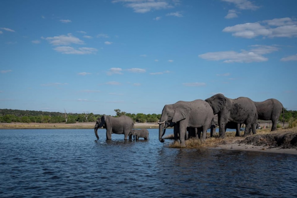 Chobe: 2-Day Mobile Camping Safari | ®ExcursionMania