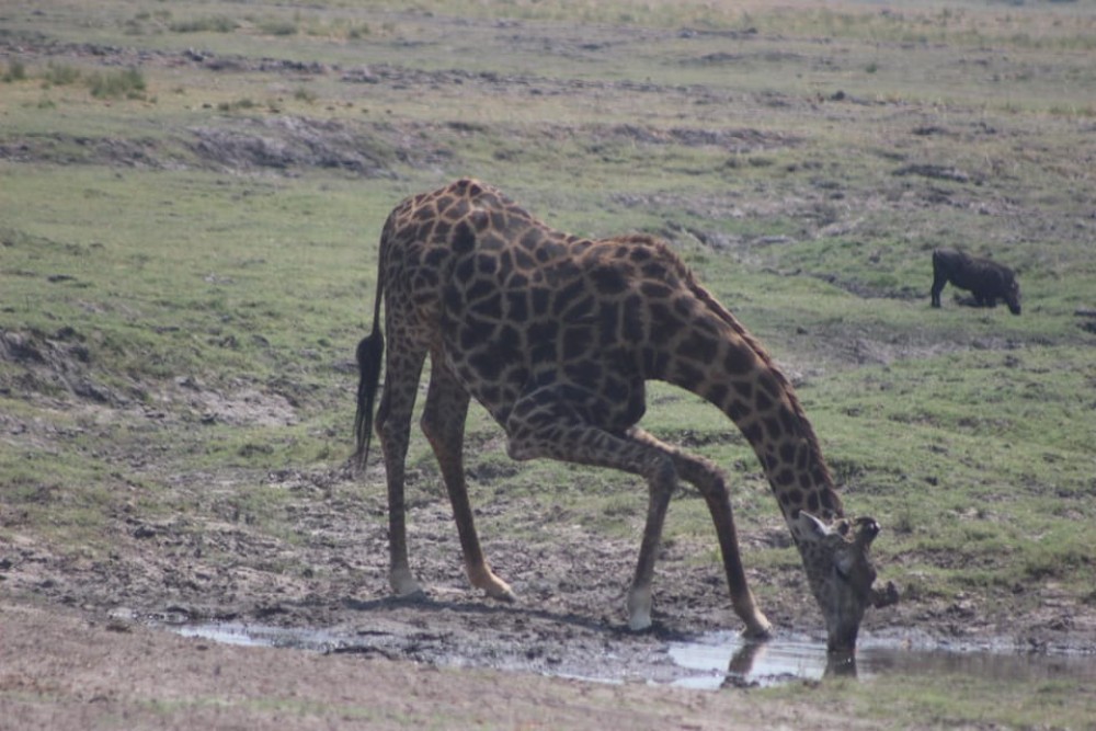 From Victoria Falls: Sunrise to Sunset Chobe Safari | ®ExcursionMania