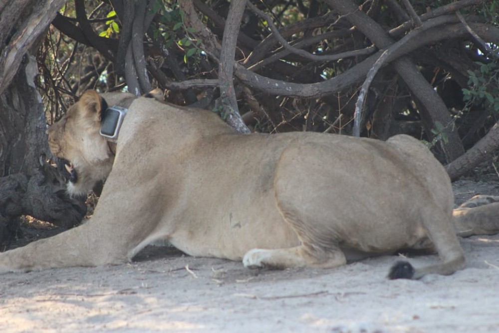 From Victoria Falls: Sunrise to Sunset Chobe Safari | ®ExcursionMania