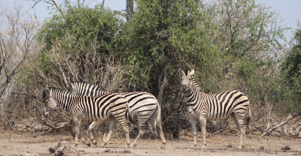 From Victoria Falls: Sunrise to Sunset Chobe Safari | ®ExcursionMania