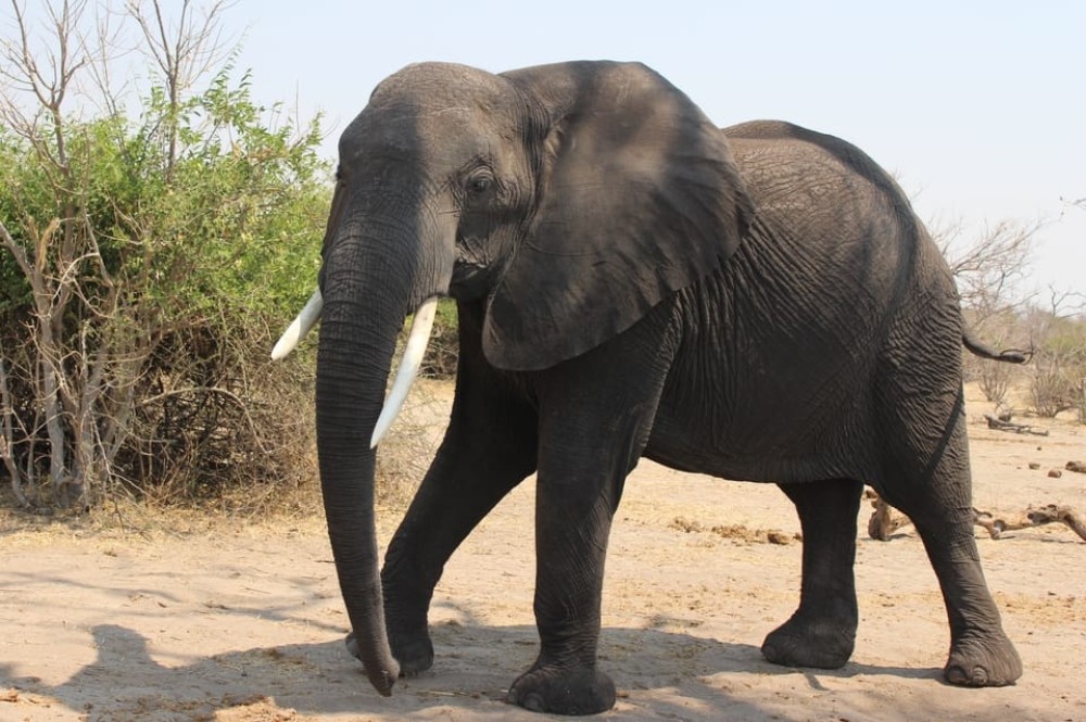 From Victoria Falls: Sunrise to Sunset Chobe Safari | ®ExcursionMania