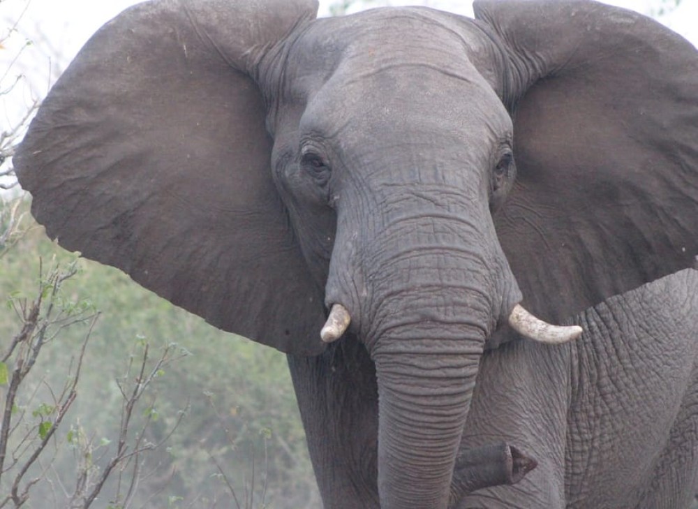 Explore Zambia, Africa’s hidden gem with stunning safaris, waterfalls, and rich culture. 