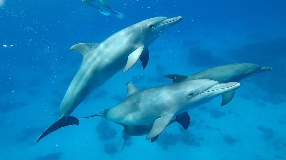 Sharm El Sheikh: Day sail to White island and Ras Mohamed | ®ExcursionMania