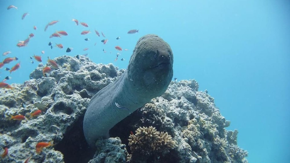 Sharm El Sheikh: Day sail to White island and Ras Mohamed | ®ExcursionMania