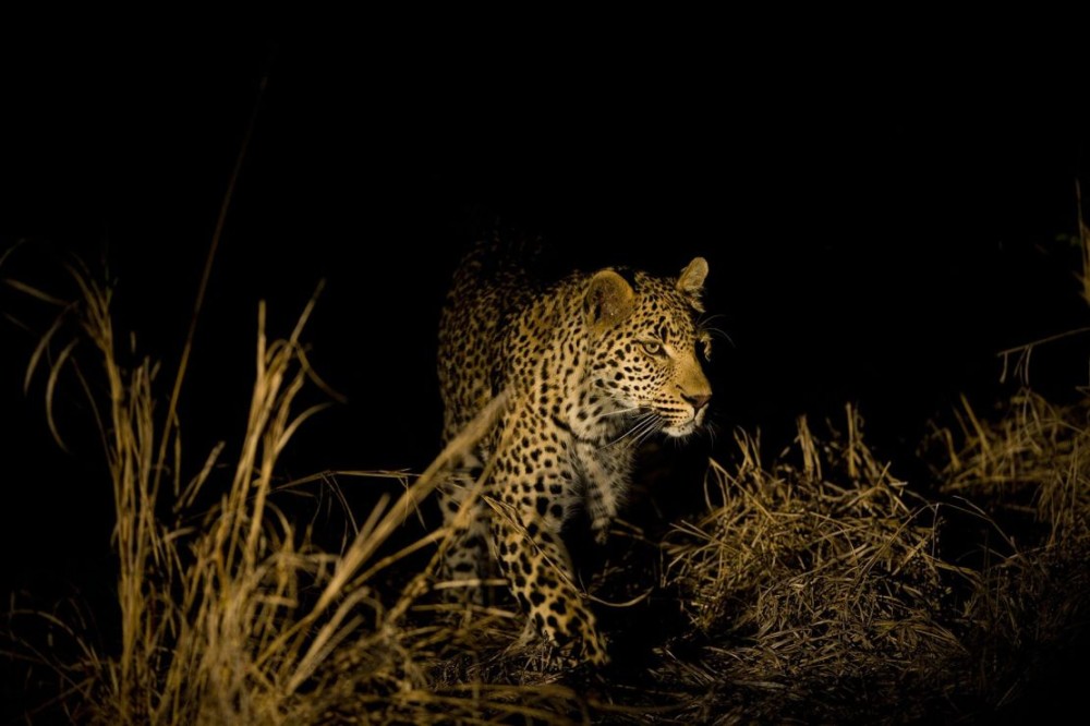 Explore Zambia, Africa’s hidden gem with stunning safaris, waterfalls, and rich culture. 