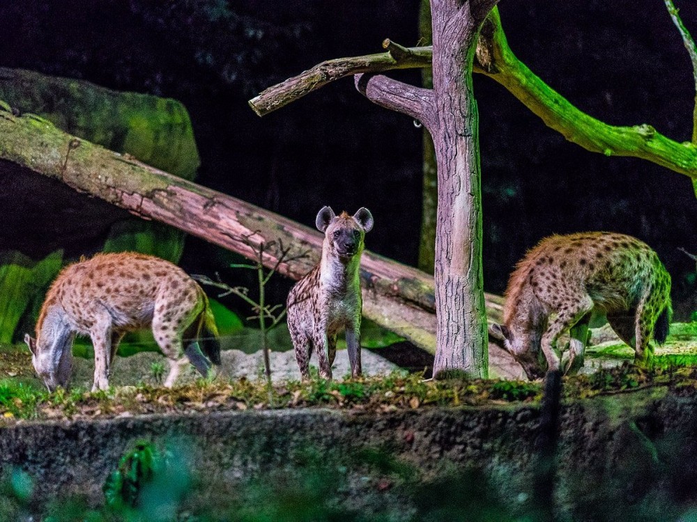 Victoria Falls: Night Game Drive and 3-Course Bush Dinner | ®ExcursionMania