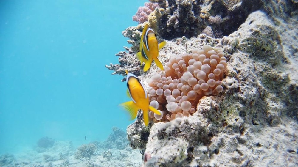 Cairo: Ain Sokhna Snorkeling cruise & optional transfer | ®ExcursionMania