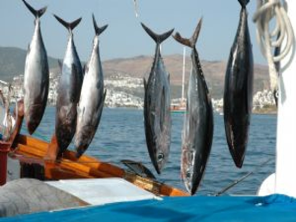 Marmaris Fishing Tour With Rods & Baits Included | ®ExcursionMania