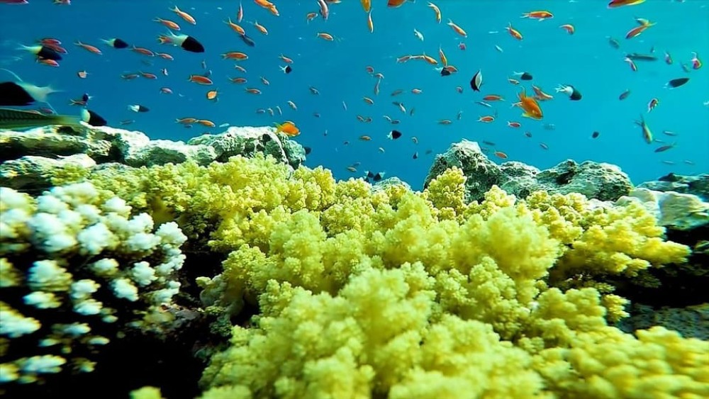 Sharm El Sheikh: Ras Mohamed & White Island Trip with Lunch | ®ExcursionMania