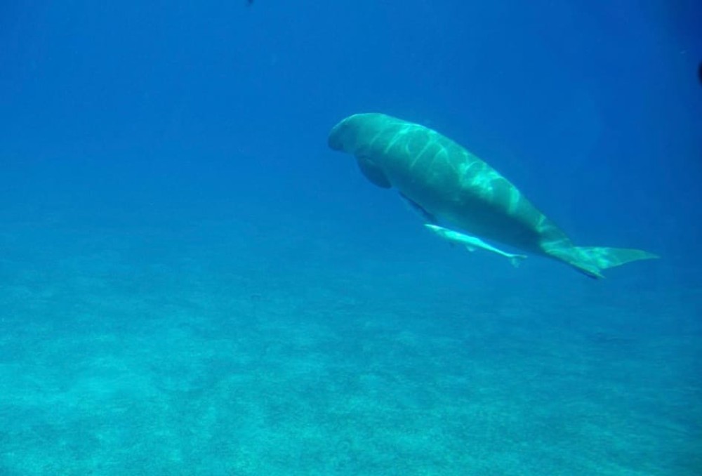 Dahab: luxury Snorkeling cruise with buffet lunch | ®ExcursionMania