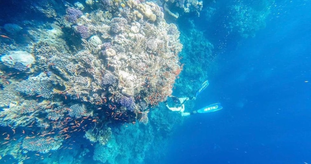 Sharm: Ras Mohammed Half Day Tour by Bus & Allahs gate | ®ExcursionMania