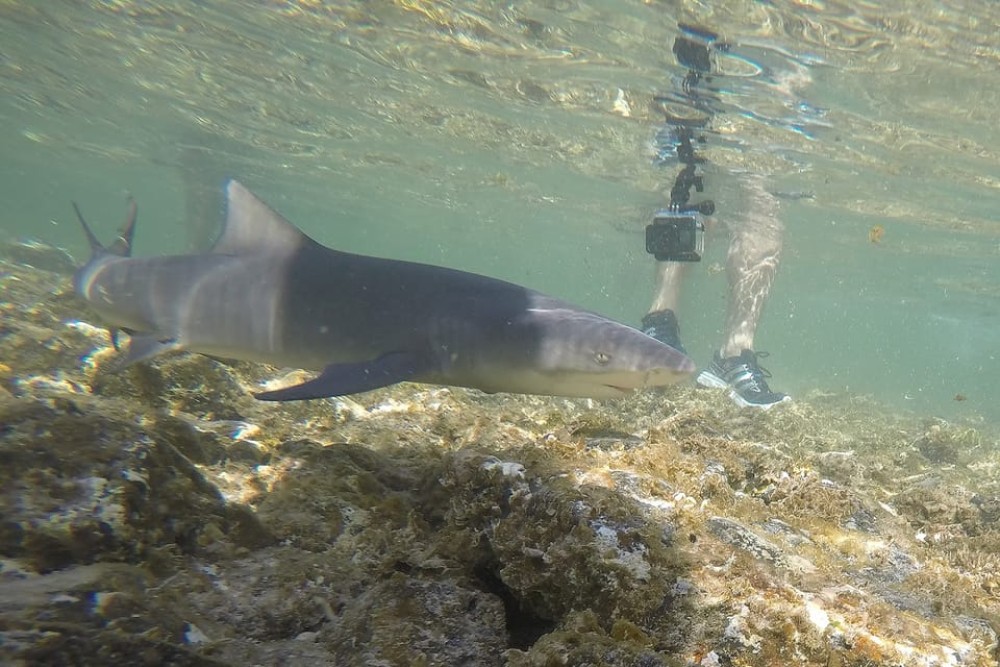 Santa Maria: Salt Mine, Natural Pool, and Shark Bay Tour | ®ExcursionMania