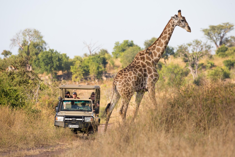 Chobe Full day Safari with Victoria falls Sunrise Tour Combo | ®ExcursionMania