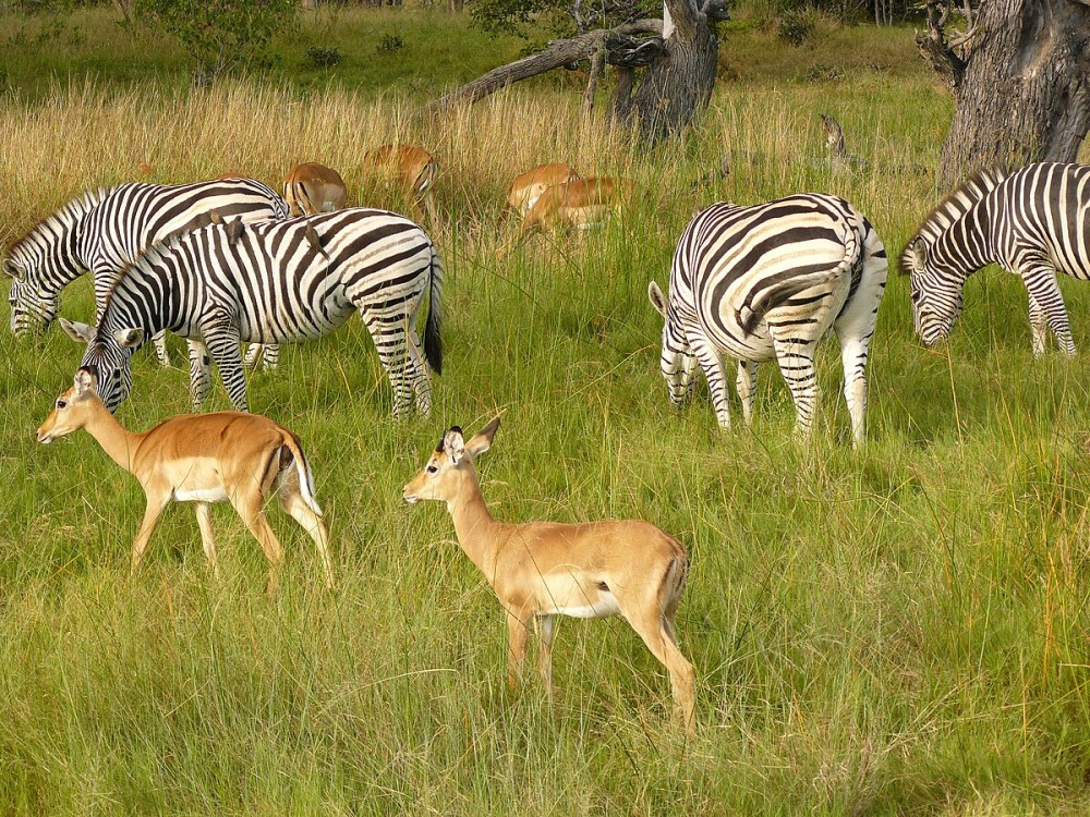 Chobe Full day Safari with Victoria falls Sunrise Tour Combo | ®ExcursionMania