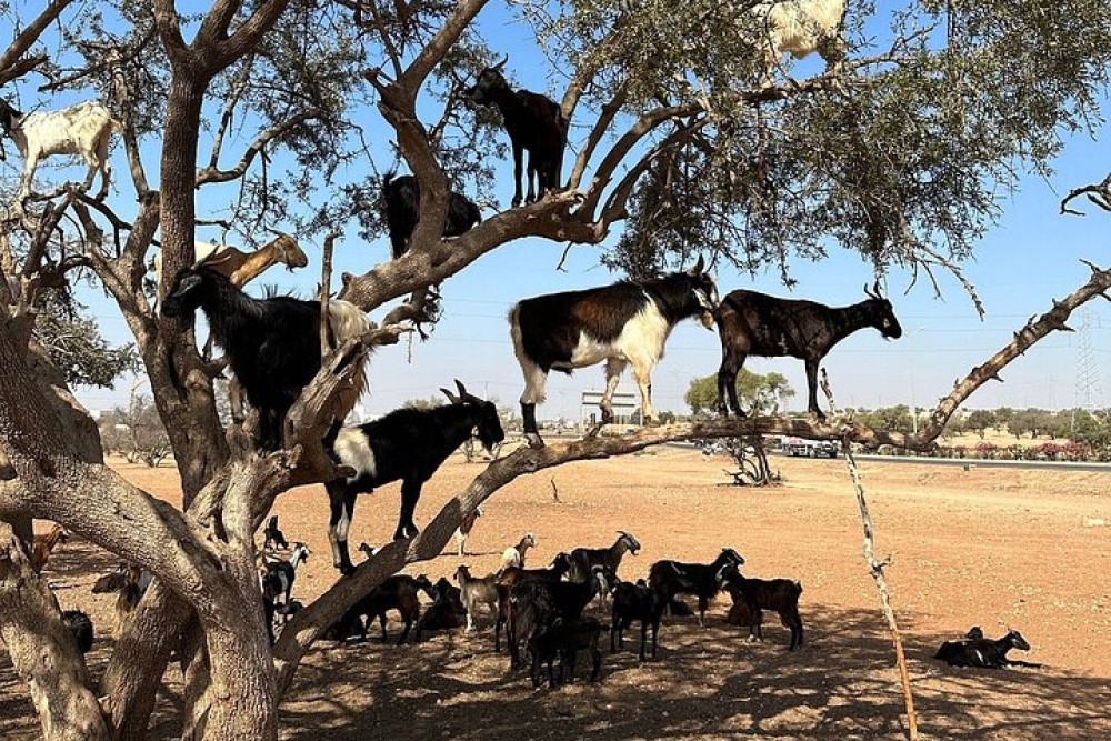 Agadir Morocco: Day Trip To Taroudant & Tiout Oasis with Lunch | ®ExcursionMania