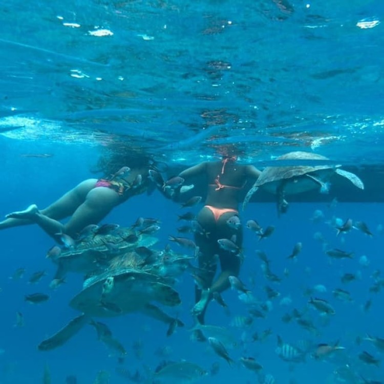 Mindelo: Sea Turtles Experience | ®ExcursionMania