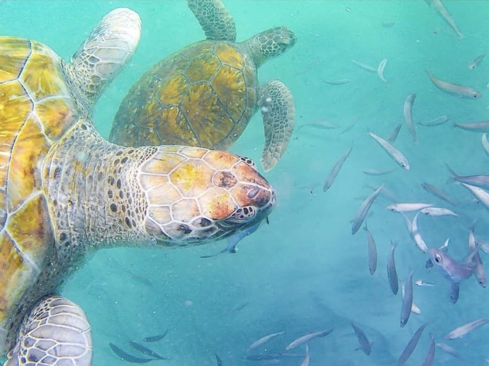 Mindelo: Sea Turtles Experience | ®ExcursionMania