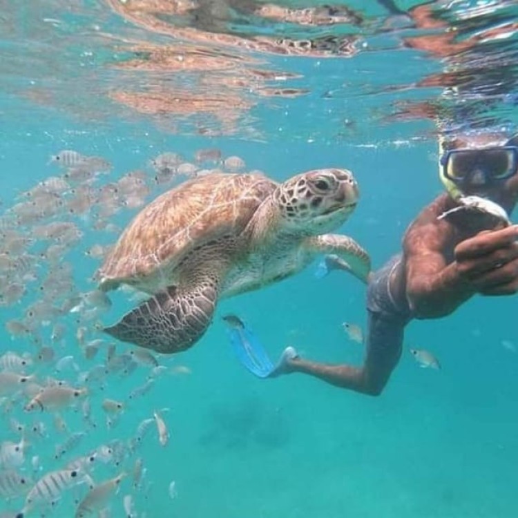Mindelo: Sea Turtles Experience | ®ExcursionMania