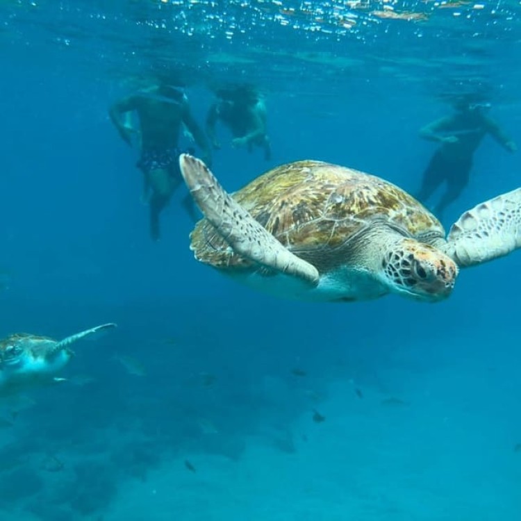 Mindelo: Sea Turtles Experience | ®ExcursionMania